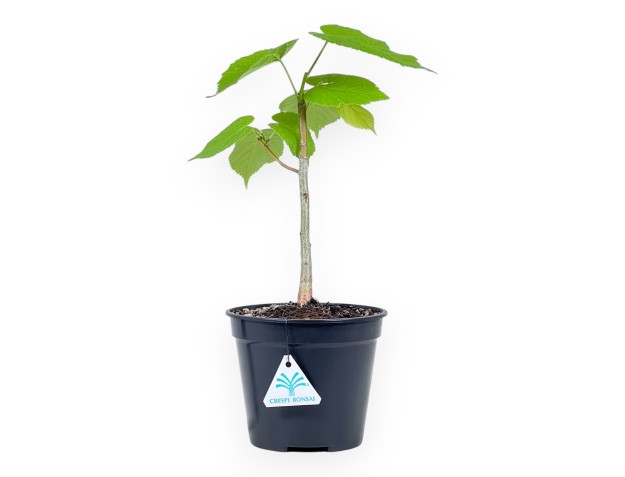 Working plant of Tilia of 35 cm | Black round plastic pot