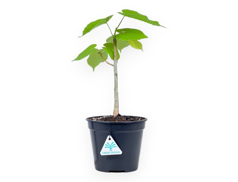 Working plant of Tilia of 35 cm | Black round plastic pot