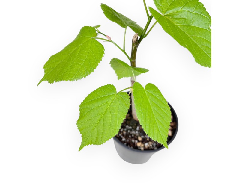 Working plant of Tilia of 35 cm | Black round plastic pot