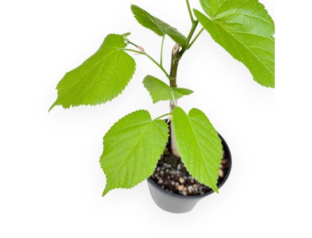 Working plant of Tilia of 35 cm | Black round plastic pot