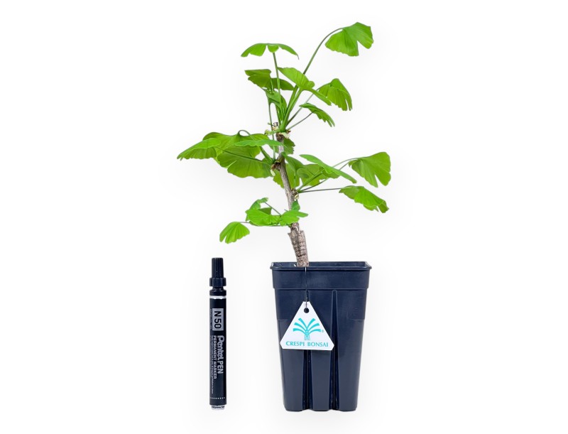 Werkplant van Ginkgo biloba 34 cm | Plastic pot