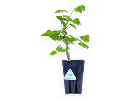Plante à travailler de Ginkgo biloba de 34 cm | Pot en plastique