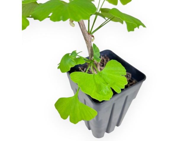 Plante à travailler de Ginkgo biloba de 34 cm | Pot en plastique 2