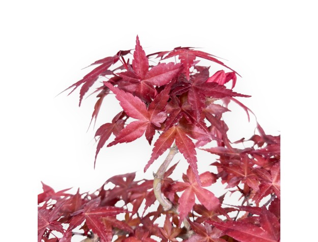 Bonsai van esdoorn van 31 cm | Vierkant crème pot 2