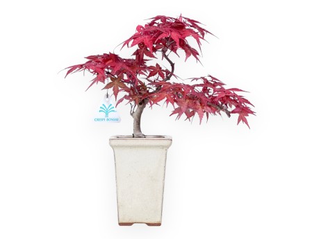 Bonsai van esdoorn van 31 cm | Vierkant crème pot