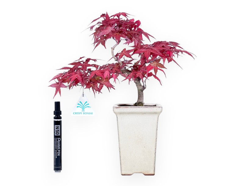 Bonsai von ahorn von 31 cm | Quadratisch creme Topf