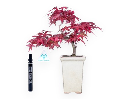 Bonsai von ahorn von 31 cm | Quadratisch creme Topf