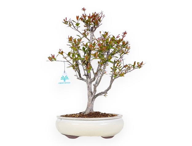 Bonsai di Melograno da 42 cm | Vaso ovale crema
