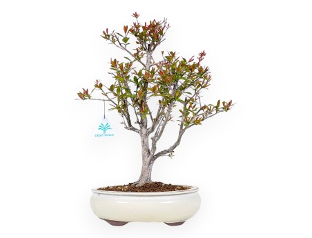 Bonsai of pomegranate of 42 cm | Oval cream pot