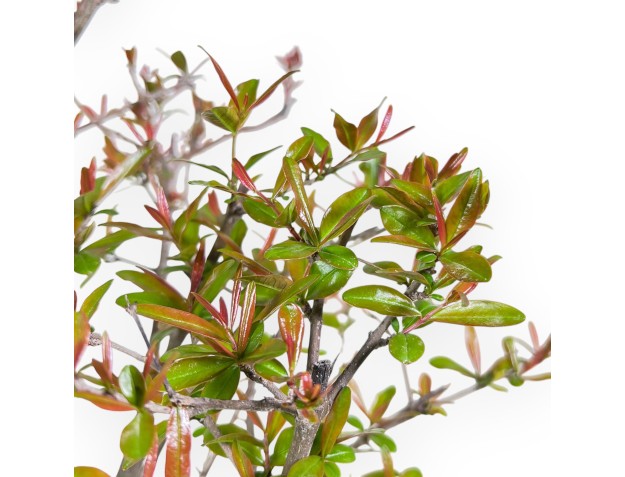 Bonsai van granaatappel van 42 cm | Ovaal crème pot 2