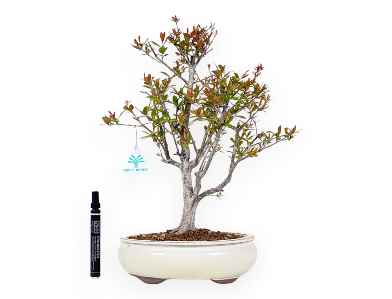 Bonsai di Melograno da 42 cm | Vaso ovale crema