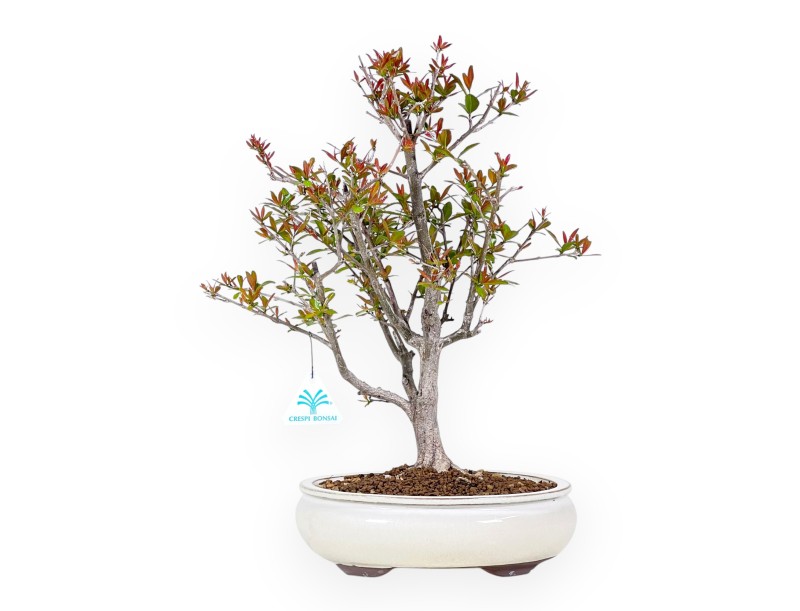Bonsai di Melograno da 42 cm | Vaso ovale crema