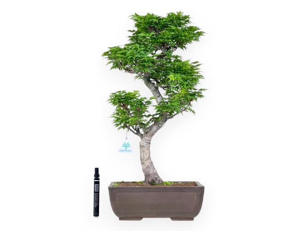 Bonsai von Ahorn von 56 cm | Rechteckiger Steingut Topf