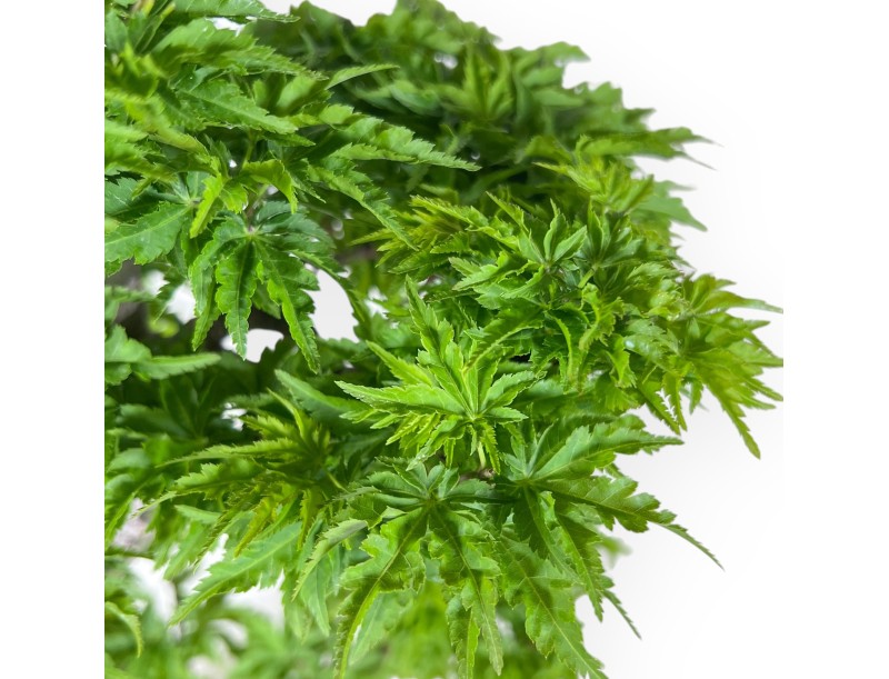 Bonsaï de érable de 56 cm | Pot rectangulaire en grès