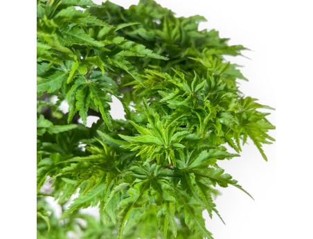 Bonsai van esdoorn van 56 cm| Rechthoekige ongeglazuurde pot