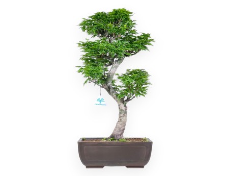 Bonsai von Ahorn von 56 cm | Rechteckiger Steingut Topf