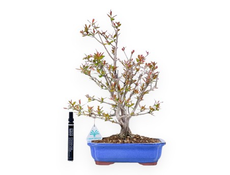Bonsái de granado de 42 cm | Maceta rectangular azul claro