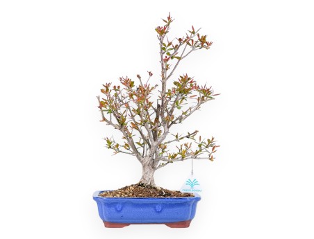 Bonsai di Melograno da 42 cm | Vaso rettangolare blu chiaro