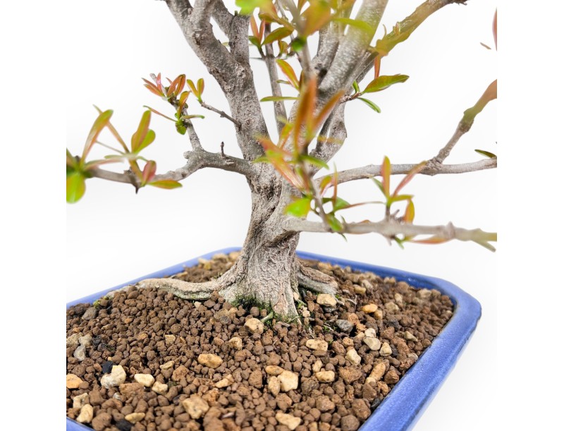 Bonsai von granatapfel von 42 cm | Rechteckig hellblau Topf