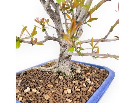 Bonsai van granaatappel van 42 cm | Rechthoekig licht blauw pot