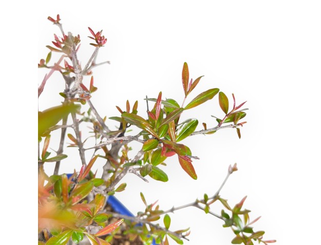 Bonsai von granatapfel von 42 cm | Rechteckig hellblau Topf 2