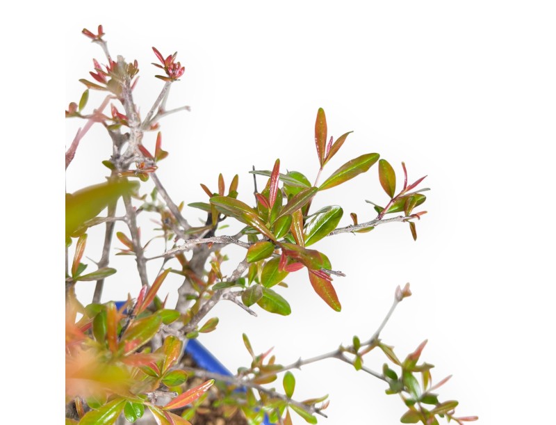 Bonsai di Melograno da 42 cm | Vaso rettangolare blu chiaro