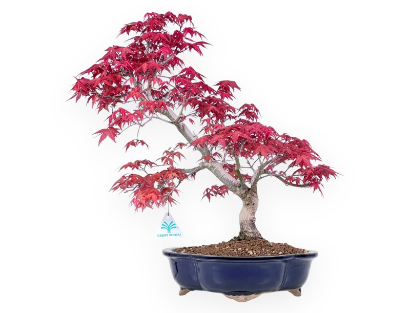 Esdoorn bonsai van 48 cm | Wolk blauw pot