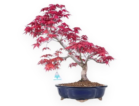 Bonsai di acero da 48 cm | Vaso a nuvola blu