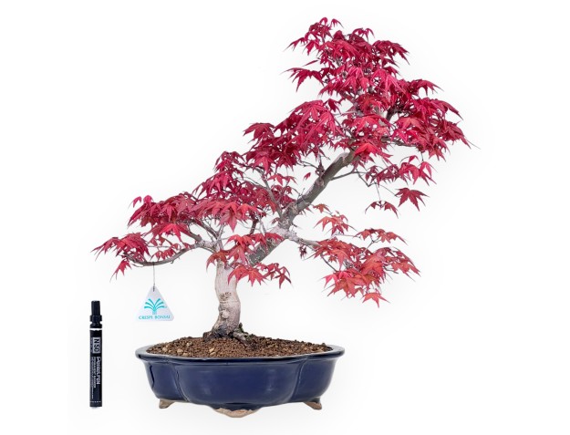 Bonsái de arce de 48 cm | Maceta nube azul