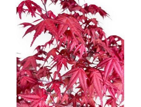 Maple bonsai 48 cm | Blue cloud pot