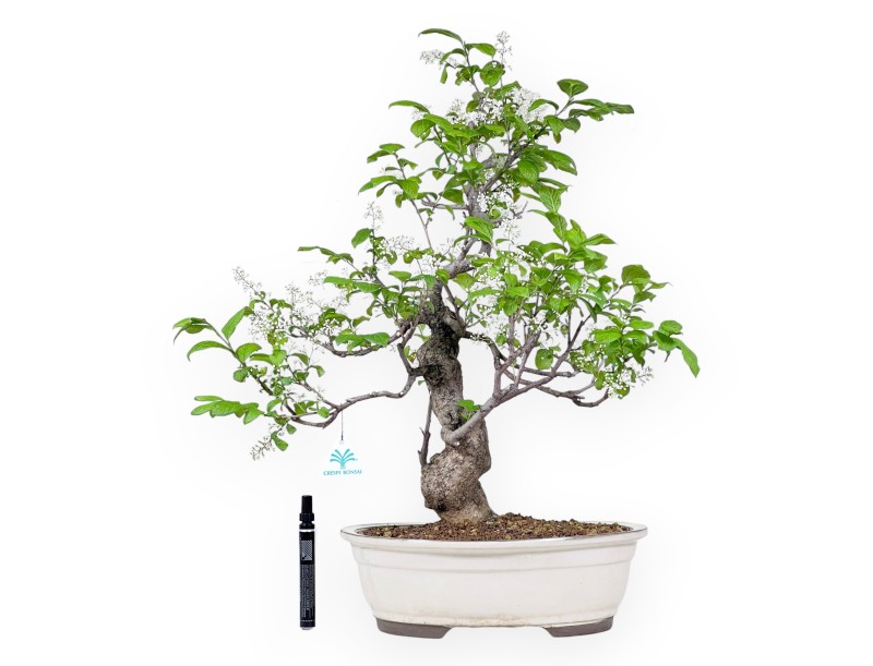 Bonsai van Symplocos chinensis van 62 cm | Ovaal crème pot