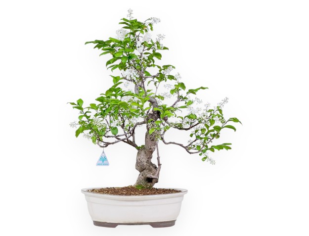 Bonsai van Symplocos chinensis van 62 cm | Ovaal crème pot