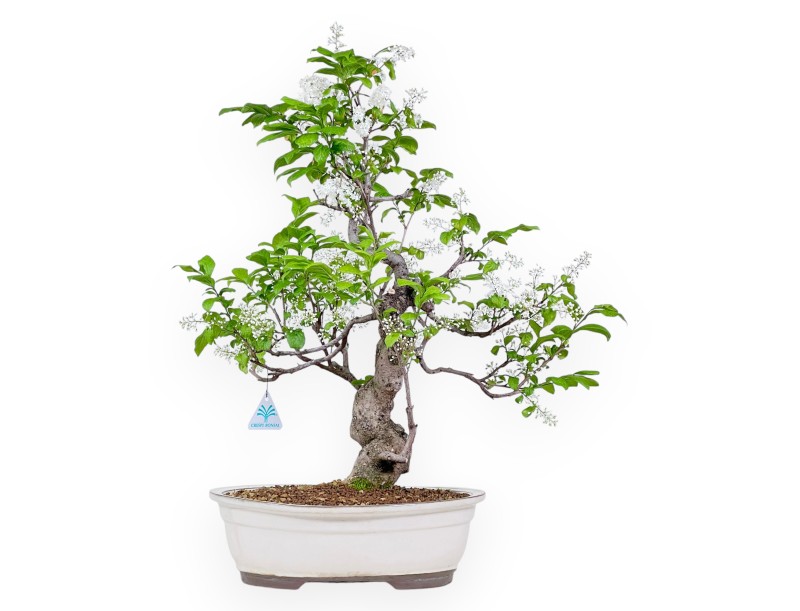 Bonsai van Symplocos chinensis van 62 cm | Ovaal crème pot