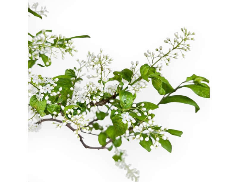 Bonsai van Symplocos chinensis van 62 cm | Ovaal crème pot