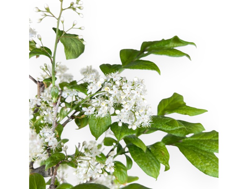 Bonsai van Symplocos chinensis van 62 cm | Ovaal crème pot