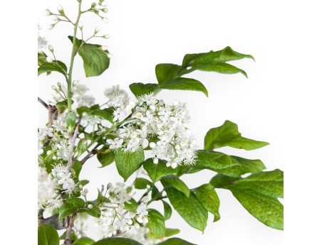 Bonsai van Symplocos chinensis van 62 cm | Ovaal crème pot