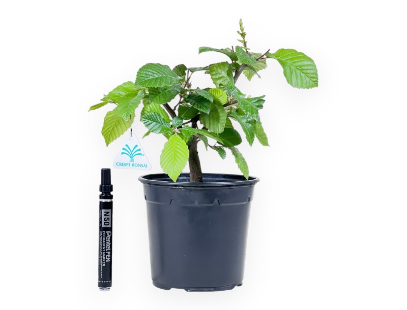 Planta para trabajar de carpe de 31 cm | Maceta de plástico
