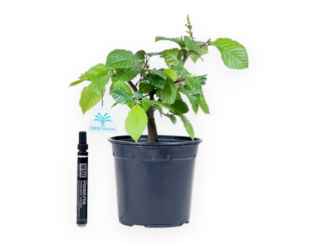 Planta para trabajar de carpe de 31 cm | Maceta de plástico