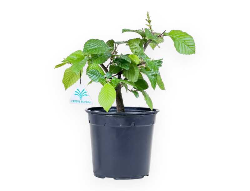 Werkplant van haagbeuk van 31 cm | Plastic pot