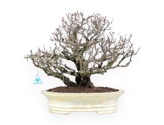 Bonsai van granaatappel van 46 cm | Ovaal crème pot