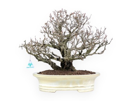 Bonsaï de grenadier de 46 cm | Pot ovale crème