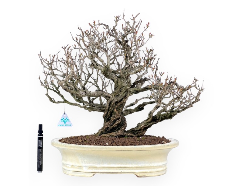 Bonsai di Melograno da 46 cm | Vaso ovale crema