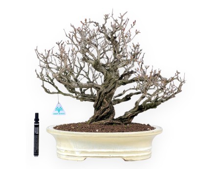 Bonsai von granatapfel von 46 cm | Oval creme Topf
