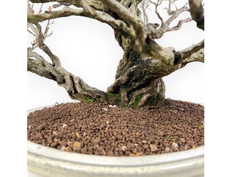 Bonsai von granatapfel von 46 cm | Oval creme Topf