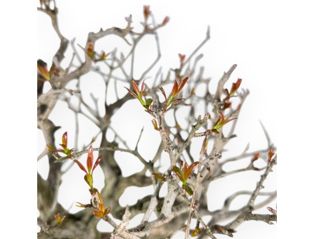 Bonsai of pomegranate of 46 cm | Oval cream pot 2