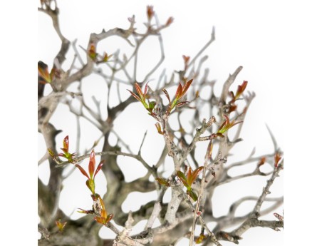 Bonsai von granatapfel von 46 cm | Oval creme Topf