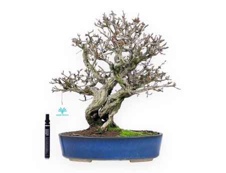 Bonsai of pomegranate of 44 cm | Oval blue pot