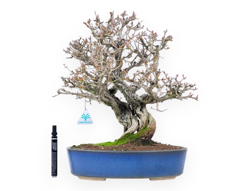 Bonsaï de grenadier de 44 cm | Pot ovale bleu