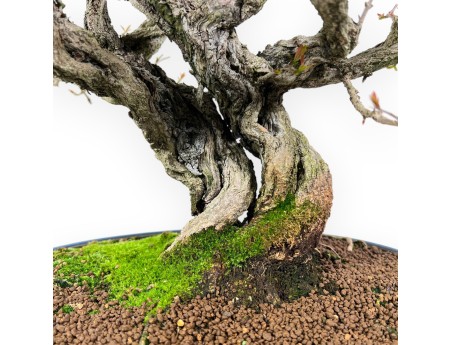 Bonsai van granaatappel van 44 cm | Ovaal blauw pot