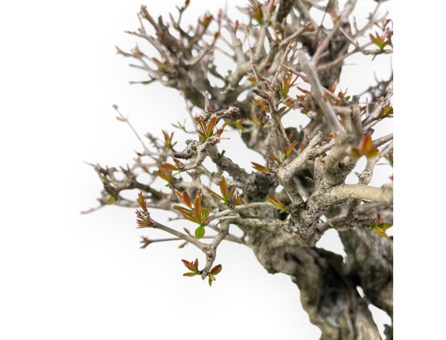 Bonsai von granatapfel von 44 cm | Oval blau Topf 2